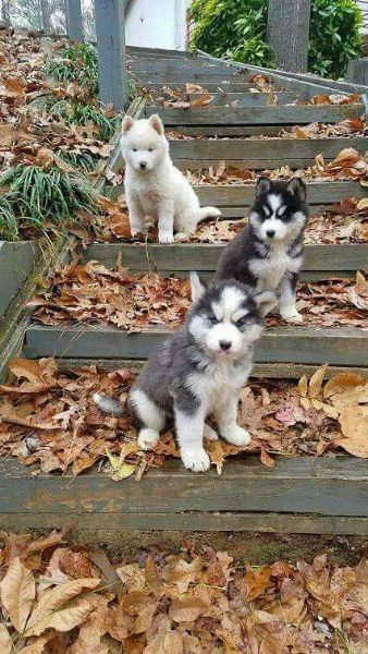 Cuccioli sani di Siberian Husky in adozione gratuita