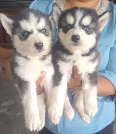 Dolci cuccioli di Siberian Husky gratis