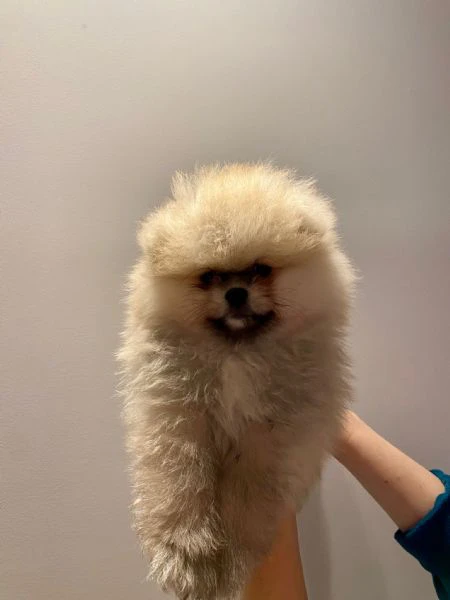 Spitz Tedesco nano di Pomerania | Foto 1