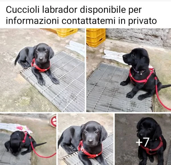 Cuccioli labrador femmine 7 mesi 