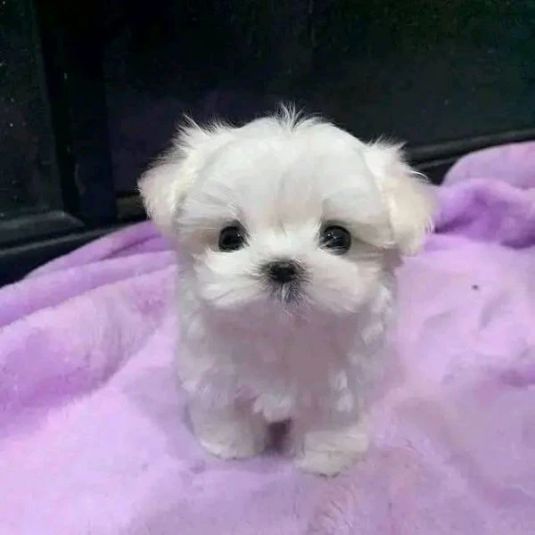 Due cuccioli Maltese