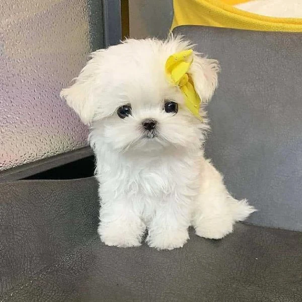 CUCCIOLI MALTESE TOY