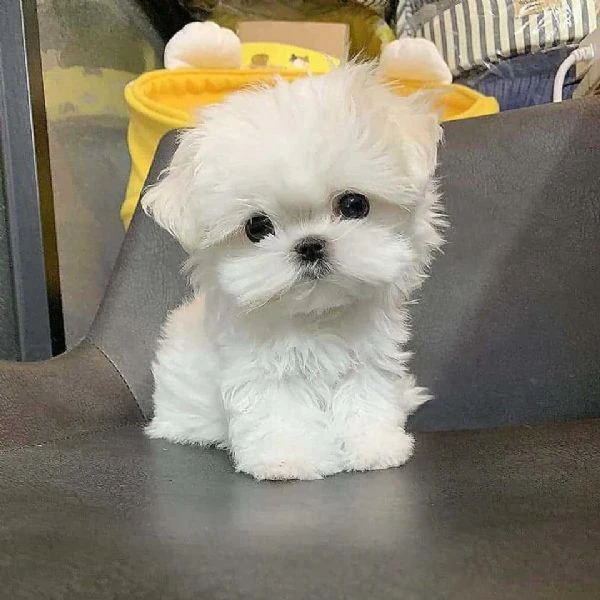 CUCCIOLI MALTESE TOY | Foto 0