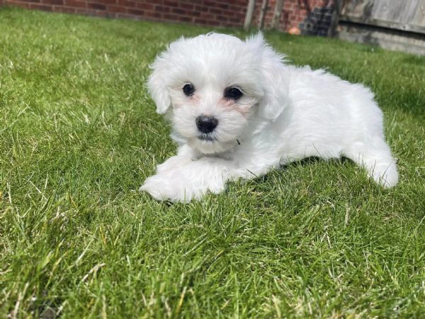 Maltesei cuccioli maschio e femmina