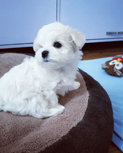 Cuccioli di Maltese toy