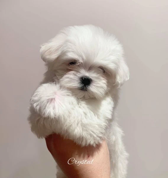 Cuccioli Maltese toy dai 3 ai 4 mesi  | Foto 0