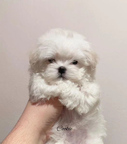 Cuccioli Maltese toy dai 3 ai 4 mesi 