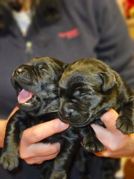 Cuccioli disponibili di Labrador Retriever | Foto 0