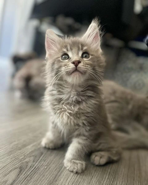 Cuccioli di Maine coon