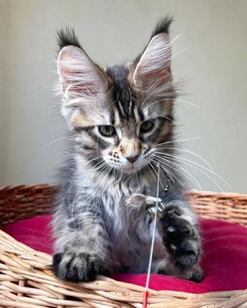 Maine coon cuccioli 