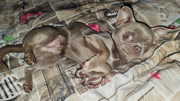 chihuahua maschio per accoppiamento