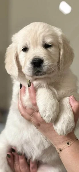 Disponibili cuccioli di Golden Retriever | Foto 0