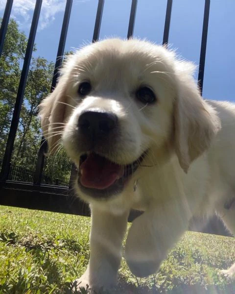 Cucciole golden retriever | Foto 0