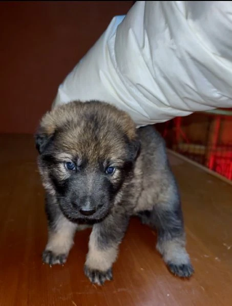 CUCCIOLATA DI PASTORE TEDESCO GRIGIO DA LAVORO  | Foto 3