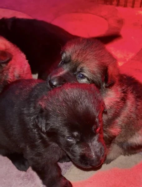 CUCCIOLATA DI PASTORE TEDESCO GRIGIO DA LAVORO  | Foto 2