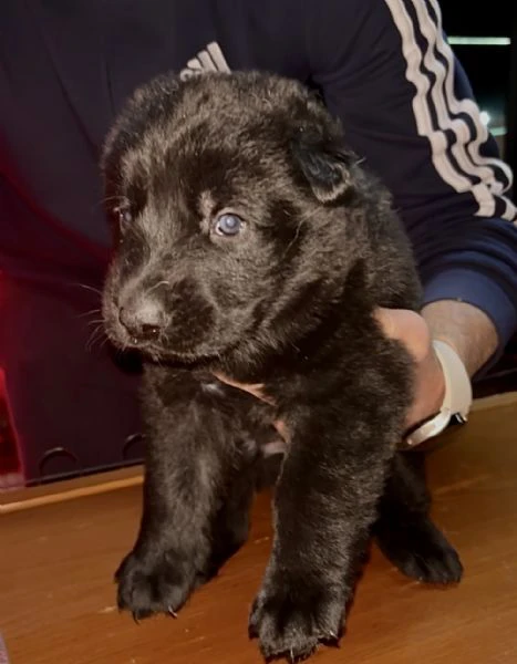 CUCCIOLATA DI PASTORE TEDESCO GRIGIO DA LAVORO 