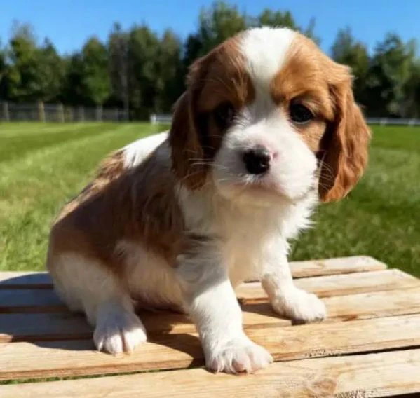 Cuccioli di Cavalier King un piccolo grande amore