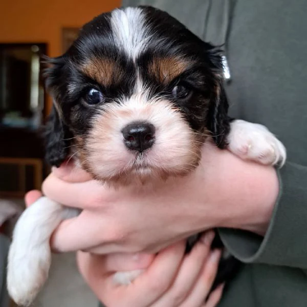 Cavalier King cuccioli disponibili