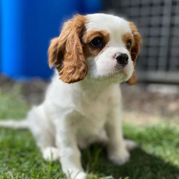 Cavalier King pronti a stupirti