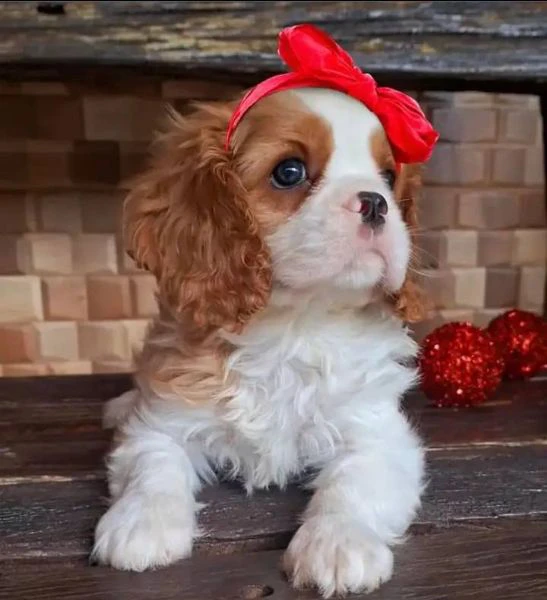 Cavalier King cuccioli un sogno che diventa realt | Foto 0