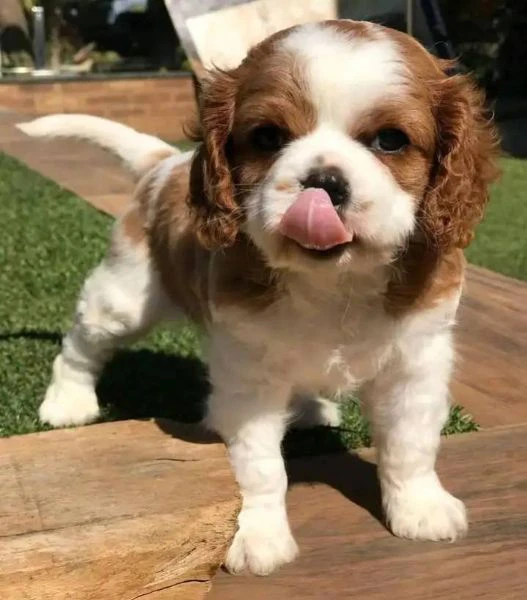 Cuccioli di Cavalier King un piccolo grande amore