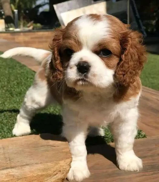 Cuccioli di Cavalier King un piccolo grande amore | Foto 0