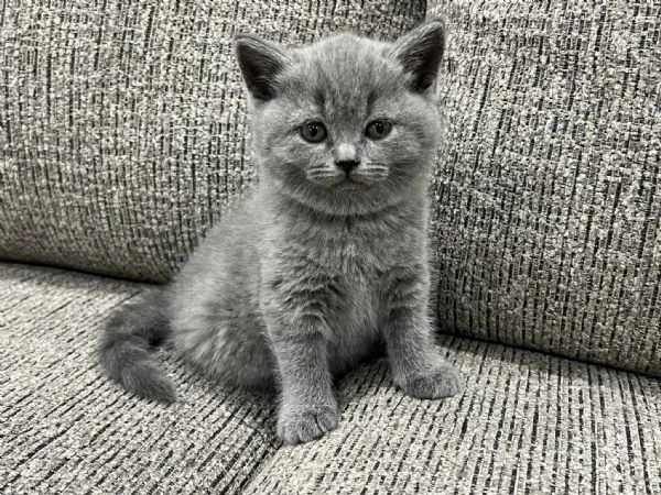 British Shorthair aspetta casa | Foto 0