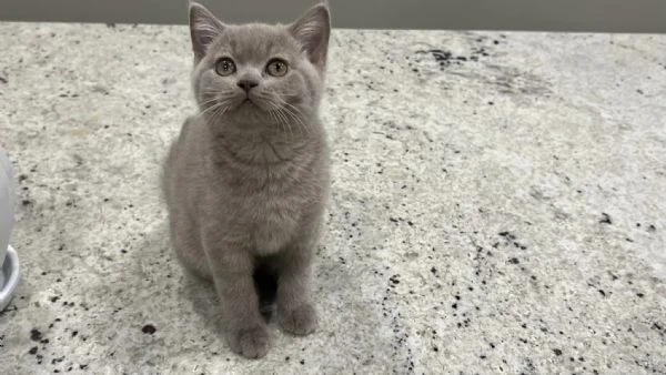 Cuccioli di british shorthair 