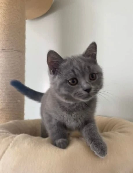 Cucciolo di British Shorthair 