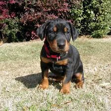 REGALO DOBERMAN 