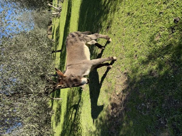 Vendita di due ciuchini | Foto 1