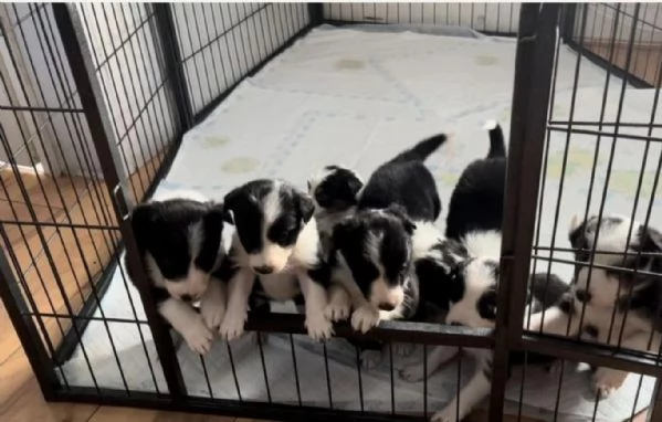  disponibili cuccioli di border collie femmine e maschi bianchi e neri 