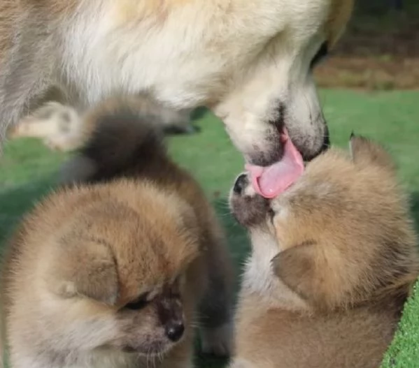 shiba inu cuccioli belli e simpatici maschio e femmina 