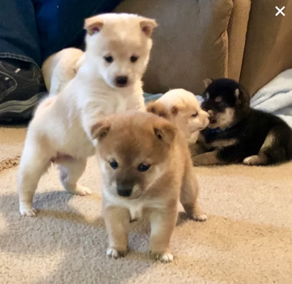 disponibile bellissimo cucciolo di shiba 