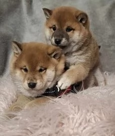 adorabili cuccioli di shiba inu