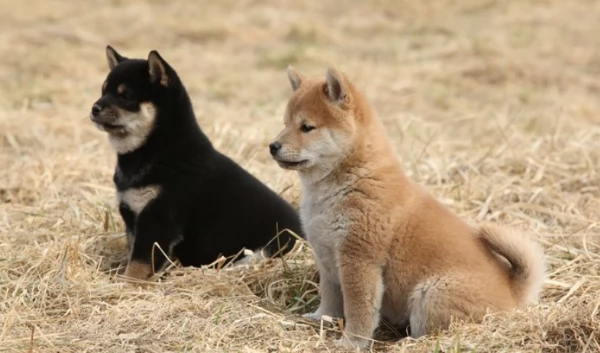 bellissimi cuccioli di shiba inu carino e affascinante per ladozione