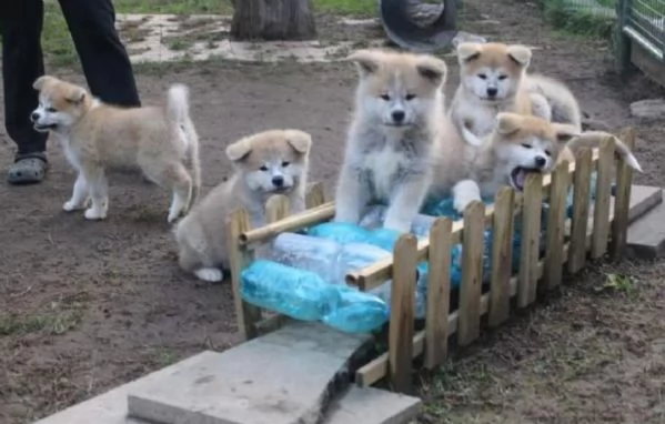 cuccioli di shiba inu boo tipo orso inadozione pronti per una nuova casa