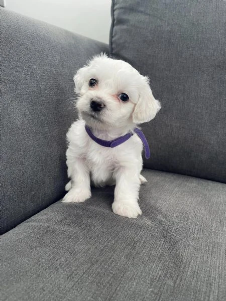 Due cuccioli Maltese