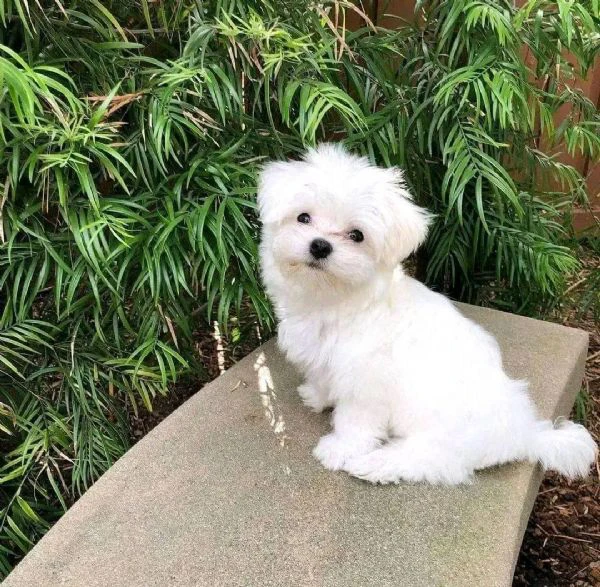 Maltesei cuccioli maschio e femmina | Foto 0