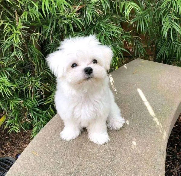 Maltesei cuccioli maschio e femmina