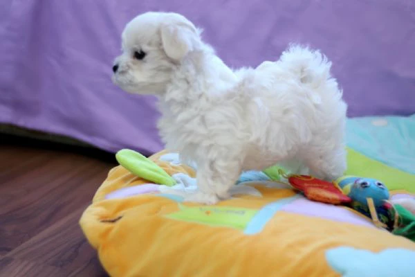 Cuccioli di Maltese toy | Foto 0