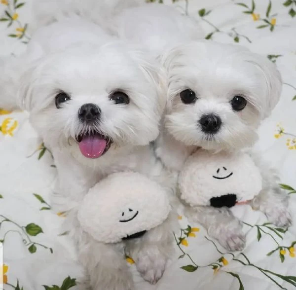 Cuccioli Maltesi maschio e femmina | Foto 0