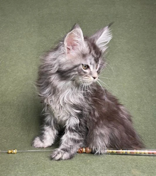 Maine coon cuccioli