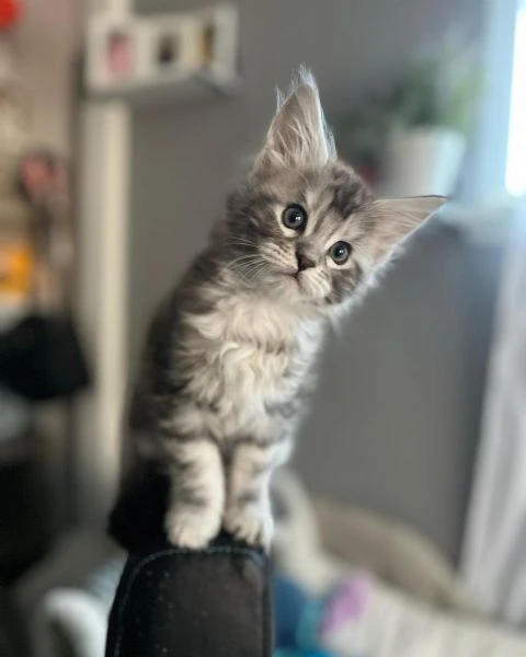 Cuccioli gatti Maine Coon