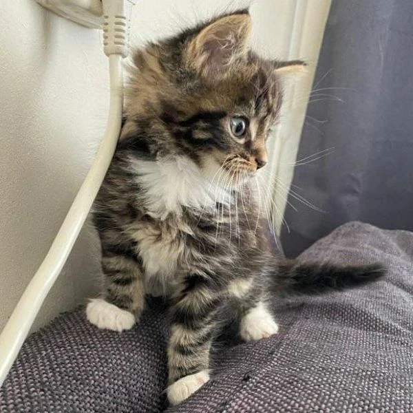 Cuccioli di Maine coon