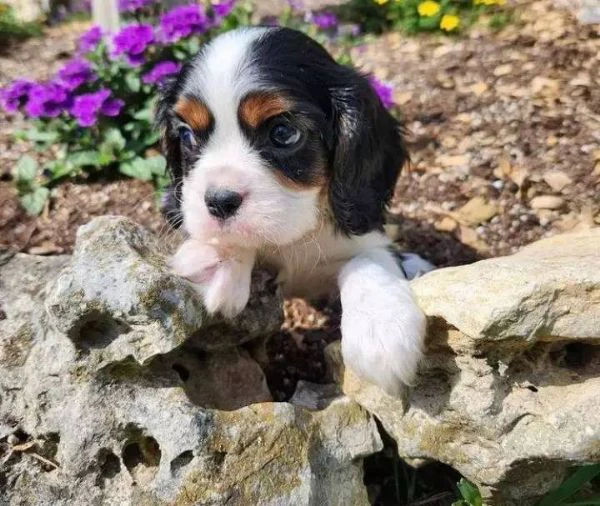 Un amore a quattro zampe ti aspetta | Foto 0