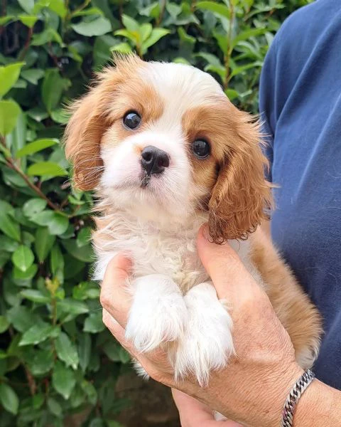 Cavalier King cuccioli disponibili