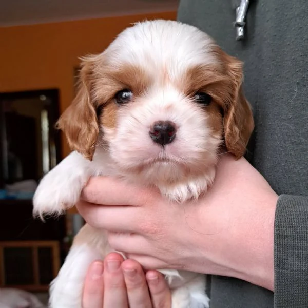 Cavalier King pronti a stupirti | Foto 0