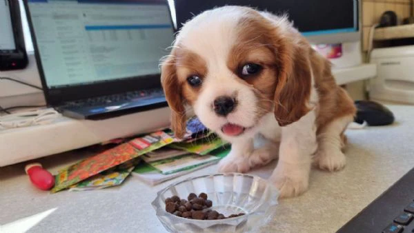 Cavalier King cuccioli un sogno che diventa realt