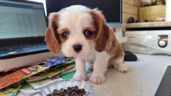 Cavalier King cuccioli un sogno che diventa realt | Foto 0